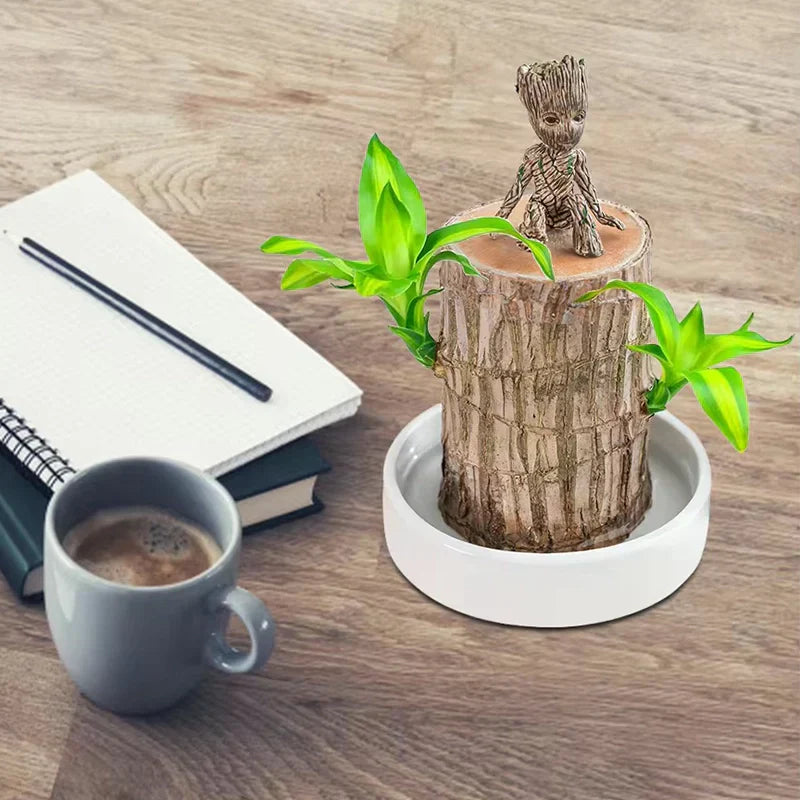 LUCKY-WOOD : L'ARBRE QUI GRANDIT AVEC VOUS